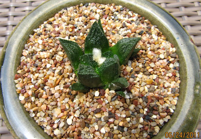 Ariocarpus fissuratus planted seedlng